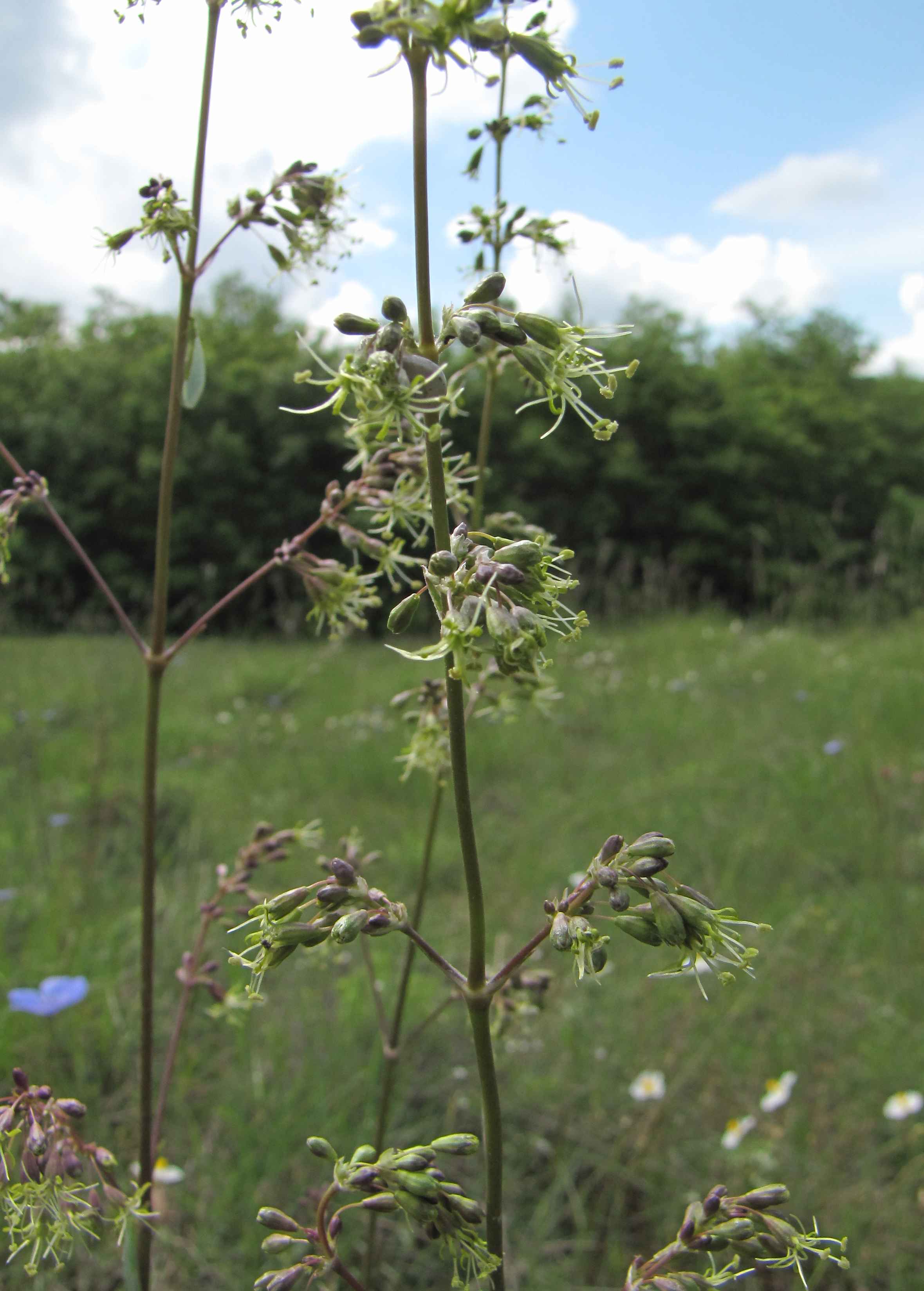 Silene otites